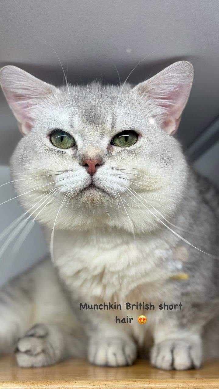 บัตรเข้าชม Just Cats 