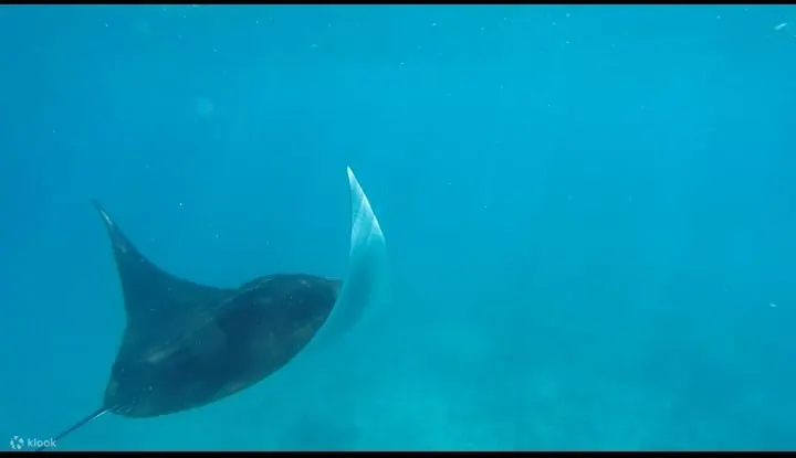 浮潜 努沙佩尼达 蝠鲼