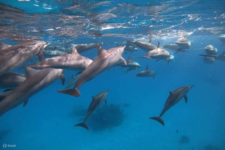 Observez des groupes de dauphins nageant dans leur environnement naturel.