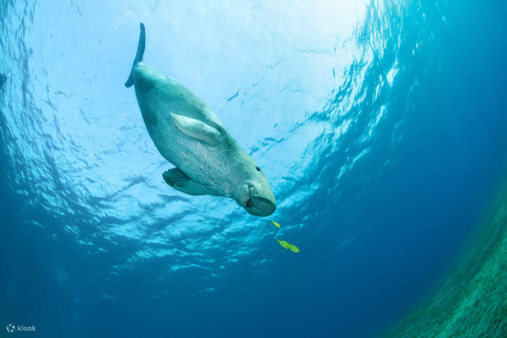 dugong-marsa-alam