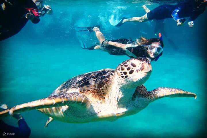 port ghalib: Esnórquel con dugongos en Marsa Mubarak