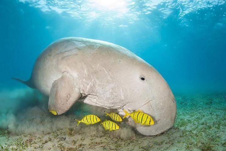 dugong_sea_cow_of_marsa_mubarak_boat_trip_marsa_alam_snorkeling_and_diving_trips_and_tours