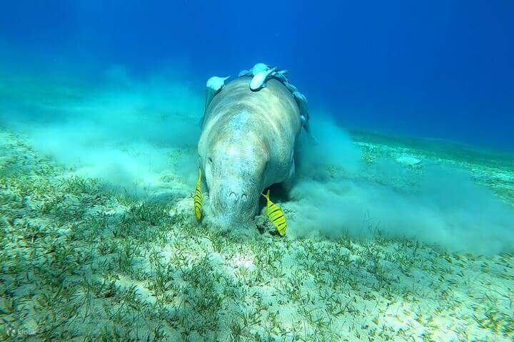 La plongée ici vous donne l'opportunité d'admirer de magnifiques dugongs et des récifs coralliens.