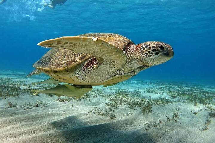 swim-with-turtles-marsa-alam