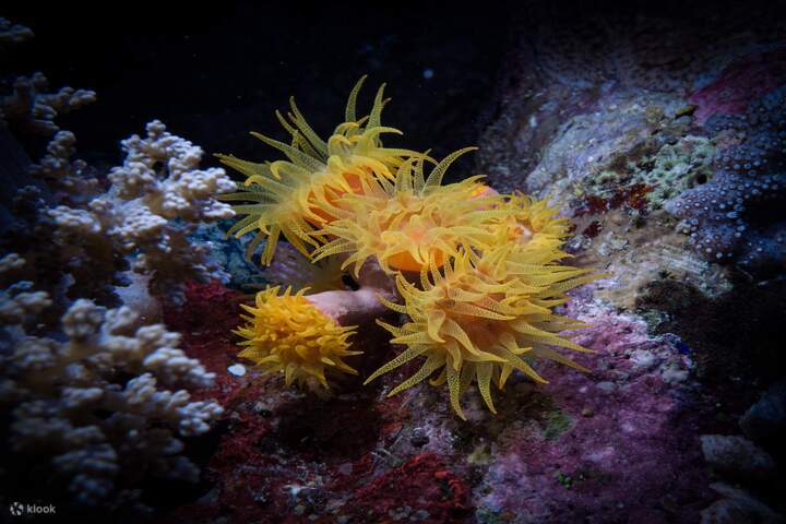 포트 갈리브: 마르사 무바라크에서 듀공과 함께 스노클링