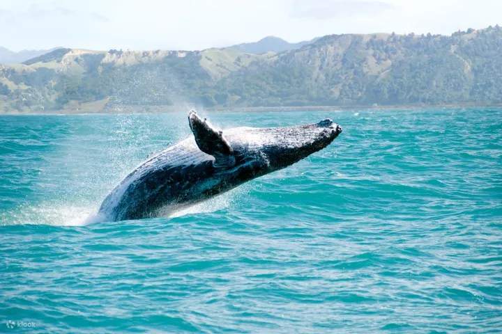 Crociera, cocktail e canti di balene: ti aspetta un'indimenticabile avventura oceanica a Kauai