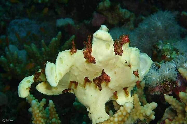 hidupan-bawah-air-elquseir