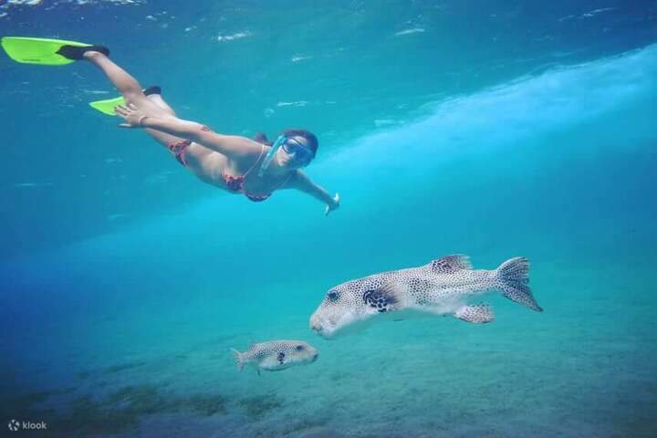 fishes_of_marsa_alam