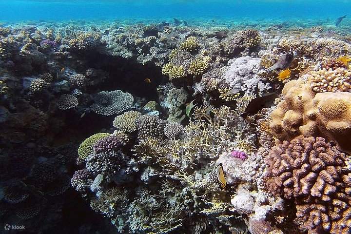 Tour nửa ngày có hướng dẫn viên đến Ras Mohamed bằng xe buýt - Sharm El Sheikh