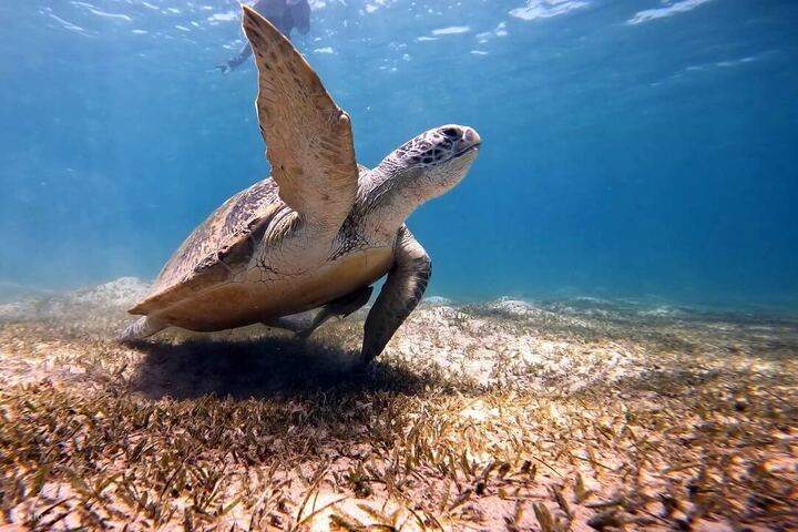 Turtles Breath Abu Dabab