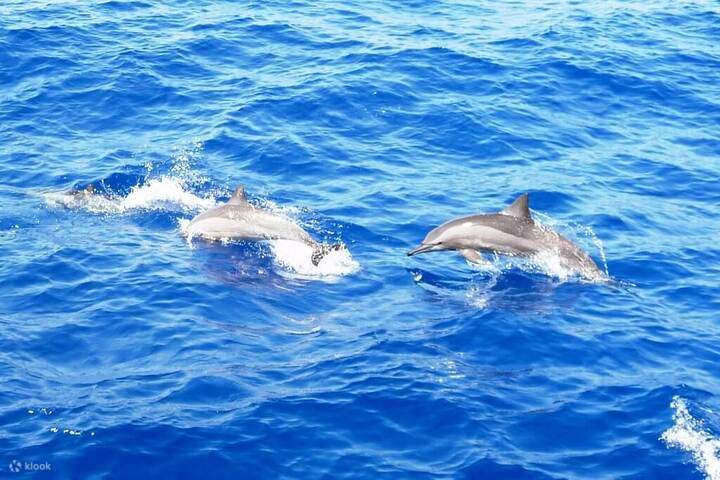 dolphins-marsaalam