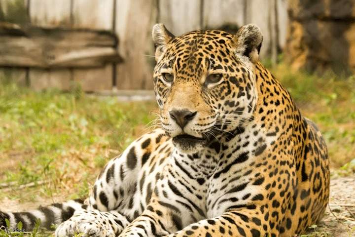 Jaguar