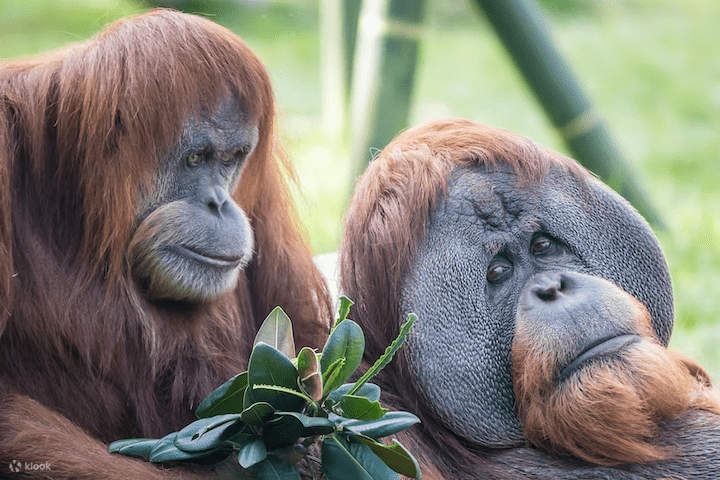 圣地牙哥动物园 - 猴子