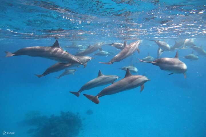 Disfrute de aguas cristalinas y la oportunidad de conocer delfines de cerca.