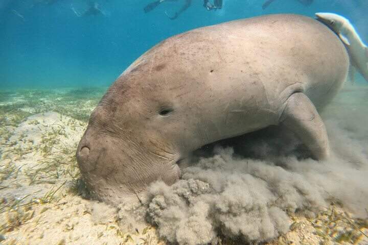 Возможность увидеть редкого дюгоня (морскую корову)