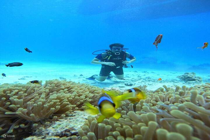 Samadai Dolphin House Nemo Fish