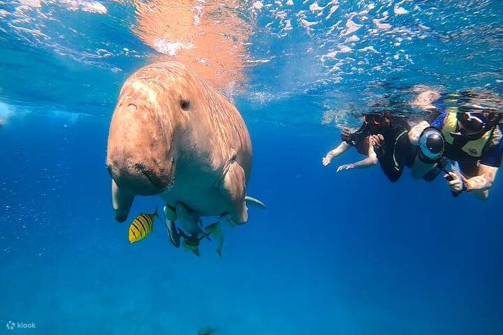 Ein Erlebnis für alle Niveaus geeignet, egal ob Sie Anfänger oder erfahrener Taucher sind.