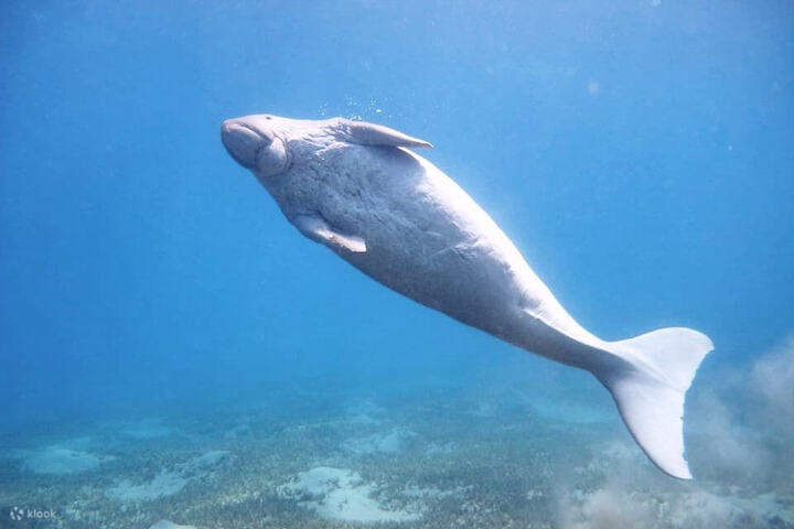 marsaalam_snorkeling_trips