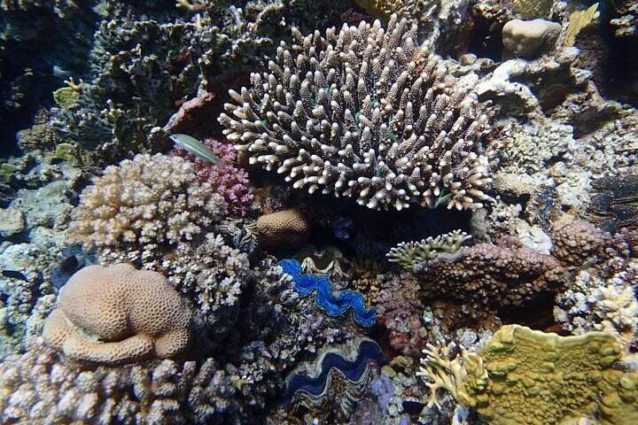 abudabbab_coral_reef