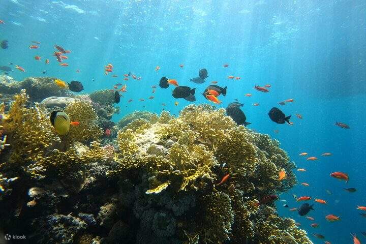 Explorez de magnifiques baies et des récifs coralliens.