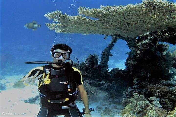 薩瑪代伊是適合初學者和專業人士潛水的理想場所。