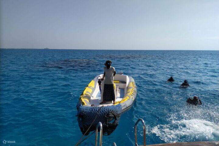 observer-dauphins-marsaalam