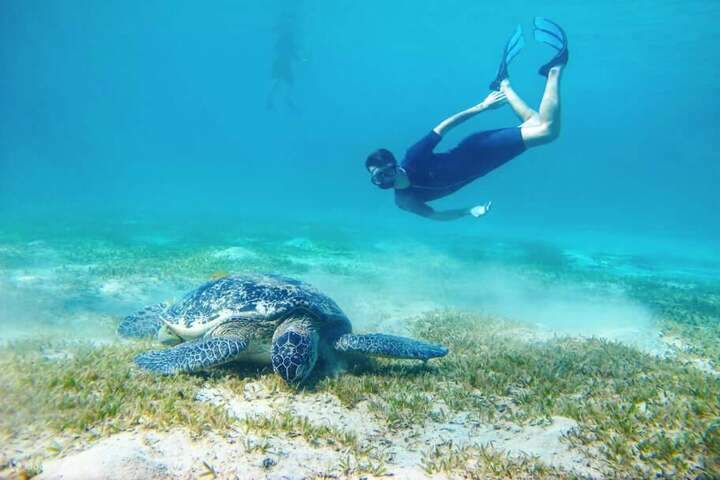 dance_with_turtles_in_marsaalam