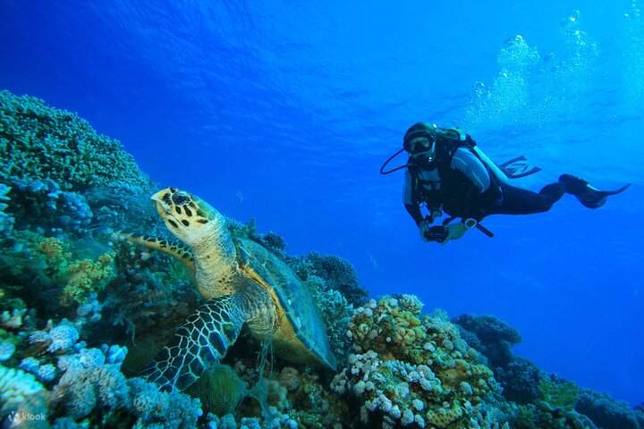 Thợ lặn quan sát rùa biển ở Đảo Racha