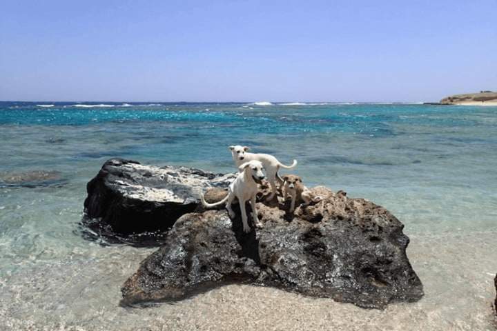 zaina-camp-lovely-dogs-marsaalam