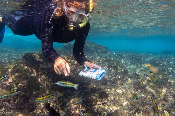带导游的浮潜体验