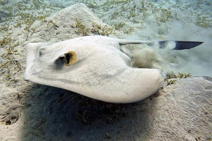 eagel-ray-abu-dabbab-beach