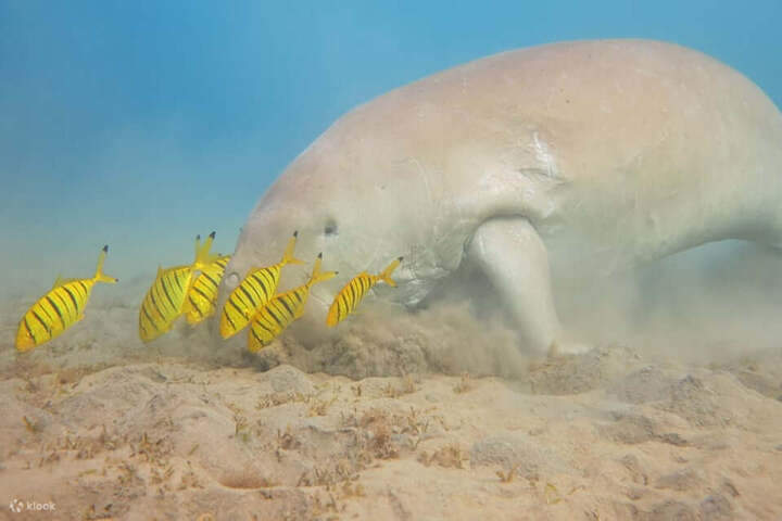 port ghalib: Buceo con esnórquel con Dugongo en Marsa Mubarak