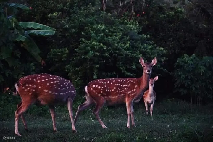 The only secret adventure in Taiwan, a night journey with sika deer, looking for the little eyes of the jungle under the starry sky of Kenting