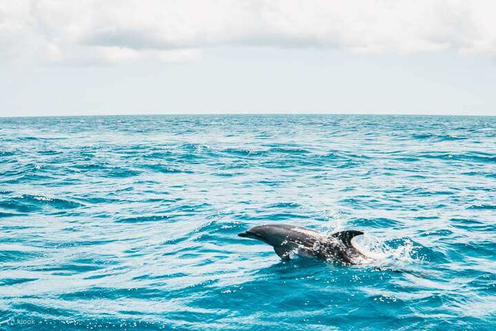 Samadai è il luogo ideale per scoprire le meraviglie sottomarine del Mar Rosso.