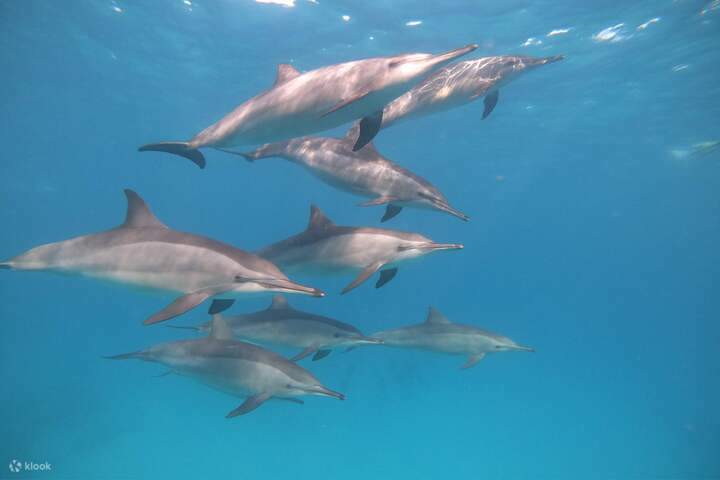 Observe grupos de delfines nadando en su entorno natural.