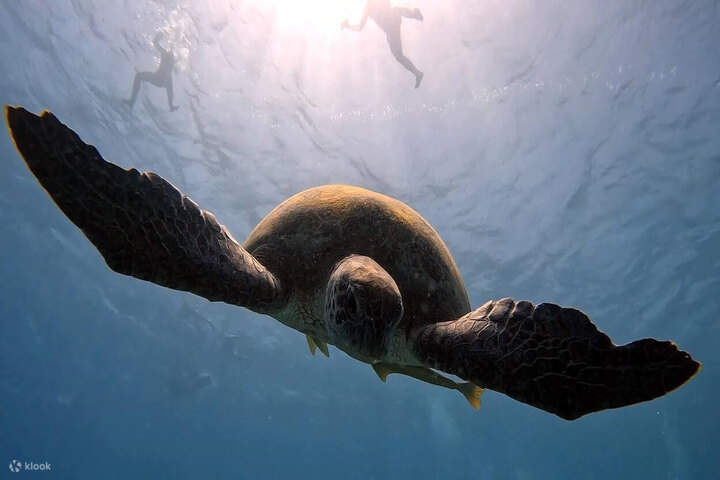 port ghalib : Buceo con el Dugongo en Marsa Mubarak