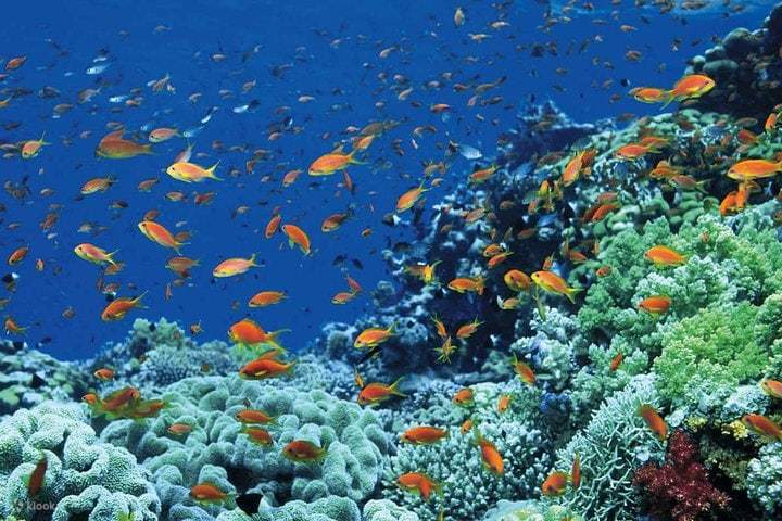 Tiran Island Snorkeling Adventure – Sharm El Sheikh