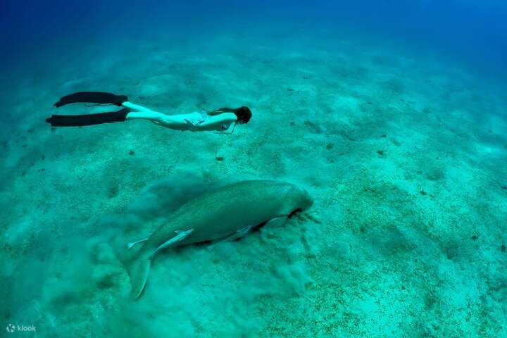 swim-with-dugong-egypt