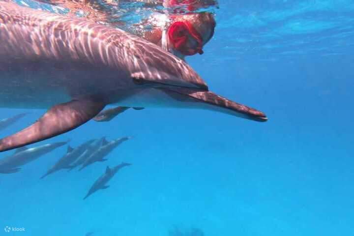 Marsa-Alam-Delfinriff