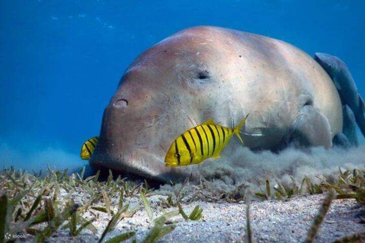 dugong-red-sea