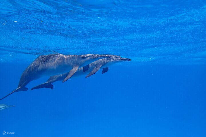 Samadai Dolphin House