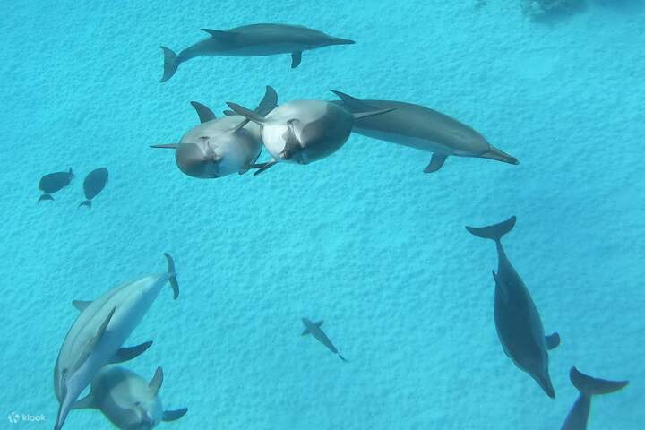 Anda dapat melihat lumba-lumba di habitat aslinya dan menikmati berenang bersama mereka