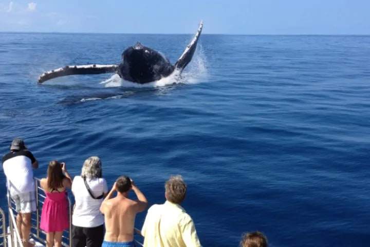 Sorseggiando Mai Tai mentre le megattere saltano lungo la spettacolare costa meridionale di Kauai