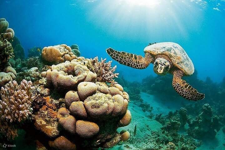 Snorkeling Trip to the Red Sea in Safaga from Luxor