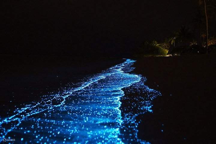 Experimente el plancton bioluminiscente que ilumina las aguas en este recorrido.