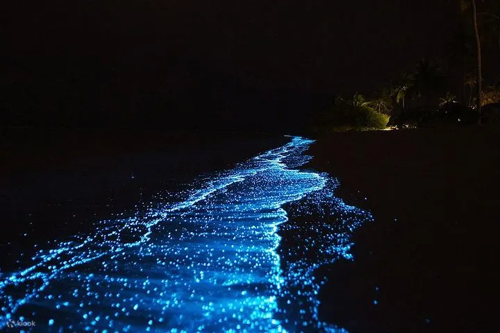 在这次旅行中体验生物发光浮游生物照亮水域。