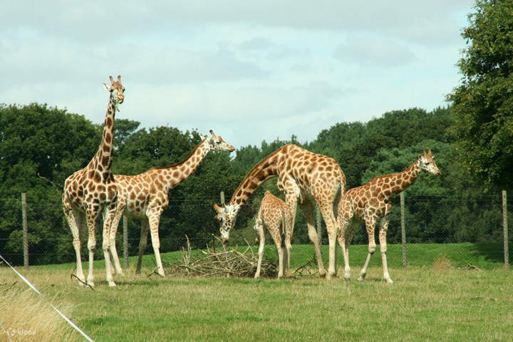 Billet pour le zoo du Safari Park de Shenzhen