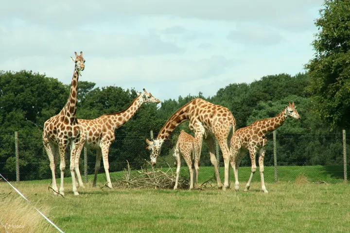 Shenzhen Safari Park Zoo ticket
