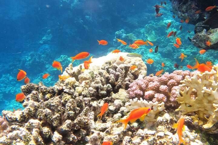 魅惑的なサンゴ礁と多様な海洋生物を発見しましょう。