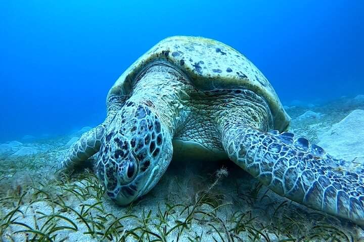 Ngắm nhìn rùa biển trong môi trường sống tự nhiên của chúng.